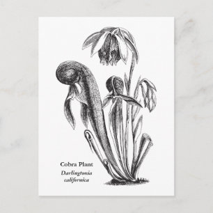 Darlingtonia californica, Carnivorous Plant Postcard