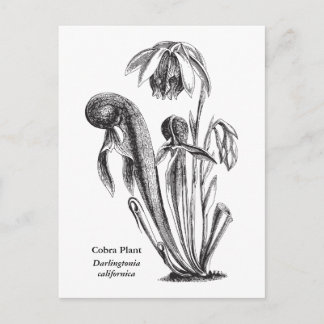 Darlingtonia californica, Carnivorous Plant Postcard