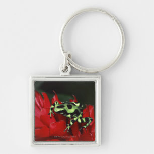 Dart frog 2 key ring