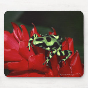 Dart frog 2 mouse pad