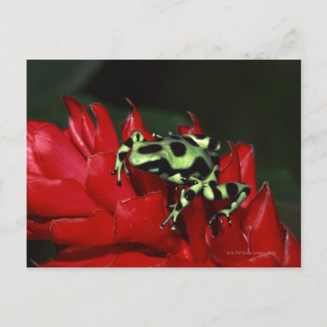 Dart frog 2 postcard (Front)