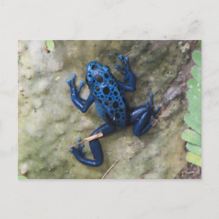 Dart Frog Blue Poison Postcard