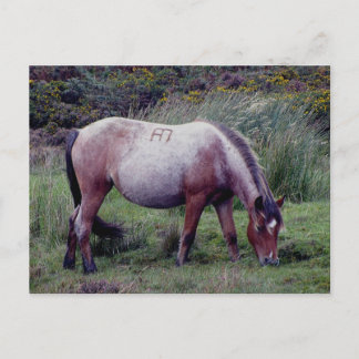 Dartmooe Pony Grazeing Autunm Postcard