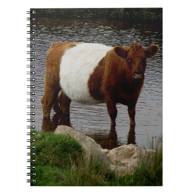 Dartmoor Belted Galloway Cow Standing In River Spiral Notebook (Front)
