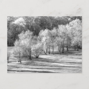 Dartmoor Morning Frost Monochrome Postcard