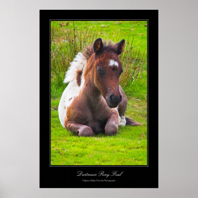 Dartmoor Pony Foal gallery-style poster print (Front)