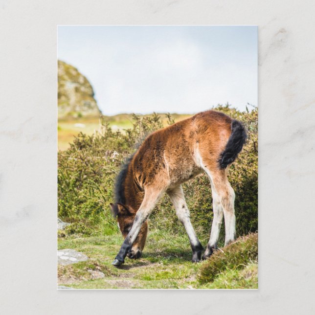 Dartmoor pony foal in front of Haytor rock uk Postcard (Front)