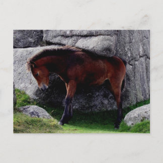 Dartmoor Pony Foal Itching Bone Hill Rocks Postcard