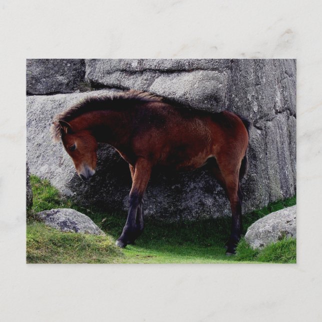 Dartmoor Pony Foal Itching Bone Hill Rocks Postcard (Front)