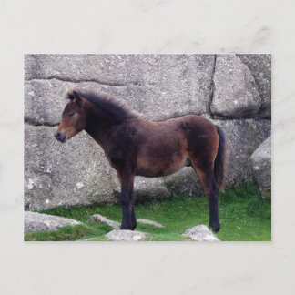 Dartmoor Pony Foal Sheltering Bone Hill Rocks Postcard
