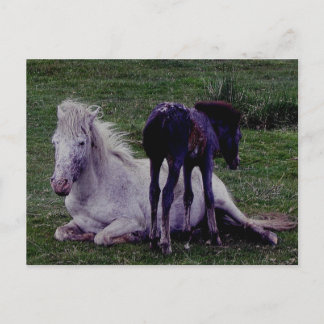 Dartmoor Pony Grey Mare Resting Foal Standing Postcard