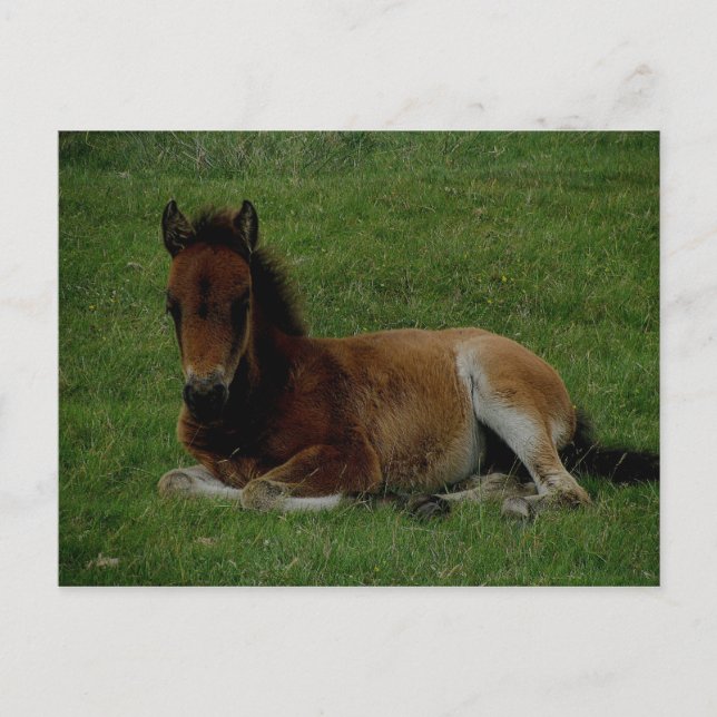Dartmoor pony laying down resting. postcard (Front)