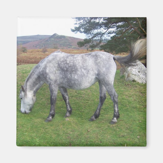 Dartmoor pony magnet (Front)