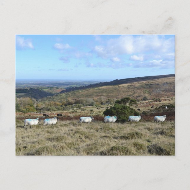 Dartmoor Sheep Postcard (Front)