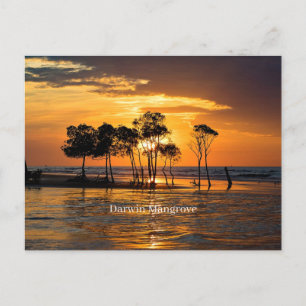 Darwin Mangrove Postcard