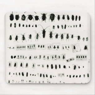 Darwin's insect collection mouse pad