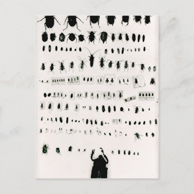 Darwin's insect collection postcard (Front)
