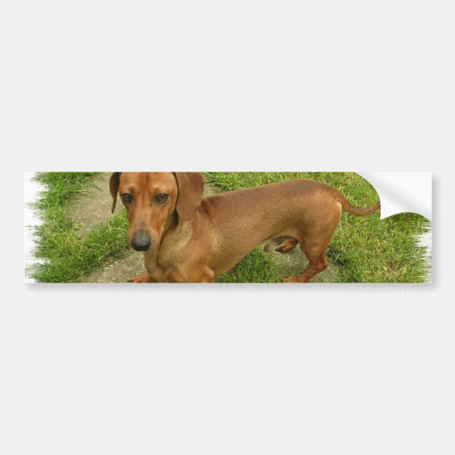Daschund Bumper Sticker (Front)