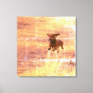 Daschund Dog Jumping in The Field Photography Canvas Print
