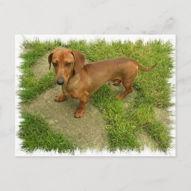 Daschund Horizontal Postcard (Front)
