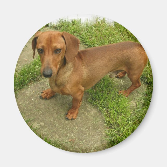 Daschund Magnet (Front)