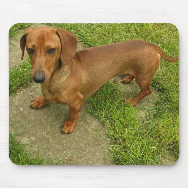 Daschund Mousepad (Front)