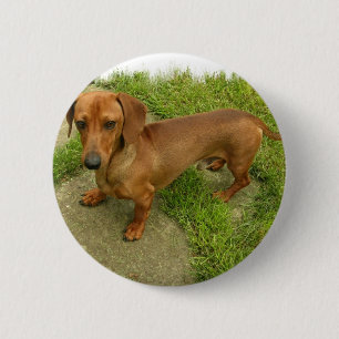 Daschund  Pin