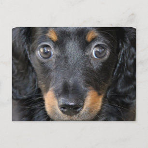 Daschund Puppy Dog Postcard
