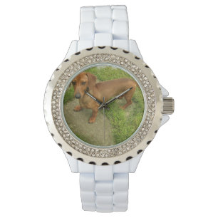 Daschund Watch