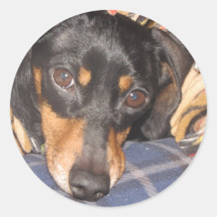 Daschund Weener Dog face Classic Round Sticker