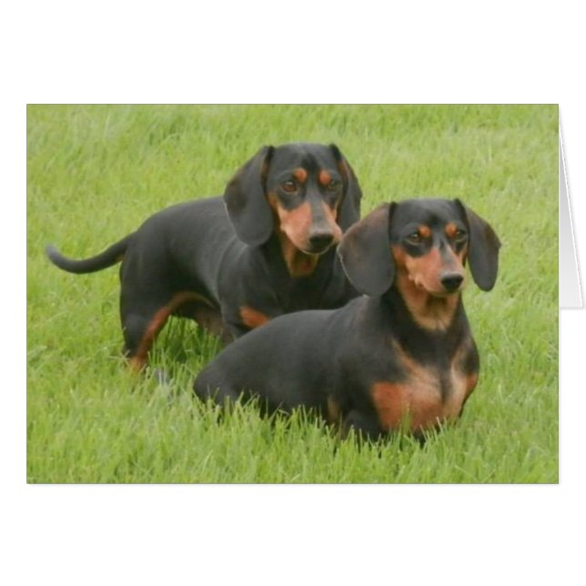 Dashunds (Front Horizontal)