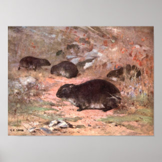 Dassie Rats by CE Swan, Vintage Wild Animal Rodent Poster