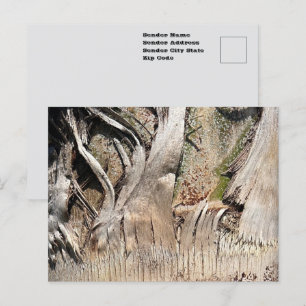 Date Palm Tree Trunk Texture Closeup Photo Image Postcard