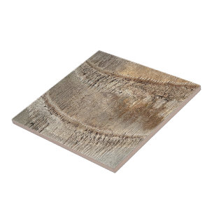Date Palm Tree Trunk Texture Closeup Photo Image Tile