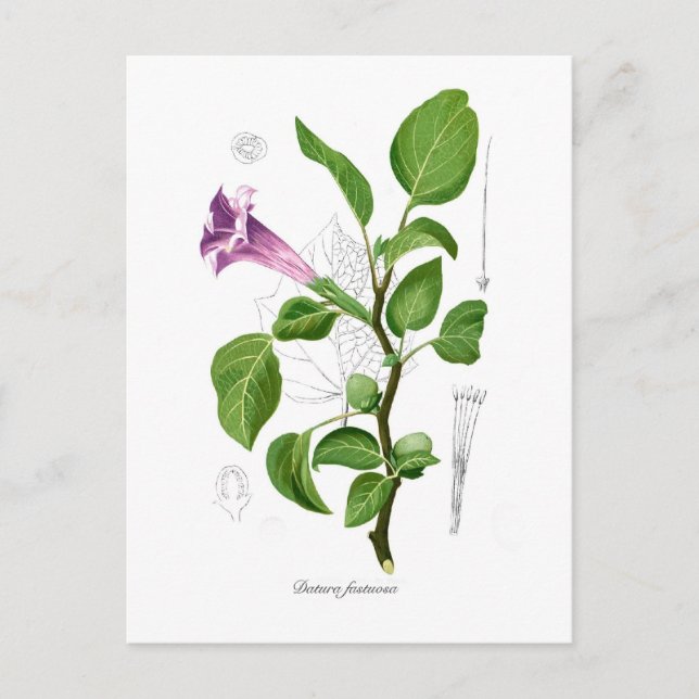 Datura fastuosa postcard (Front)