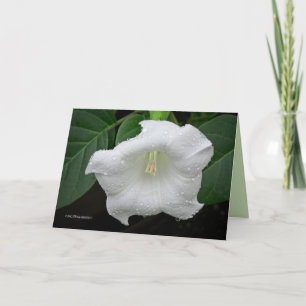Datura in the Morning Card