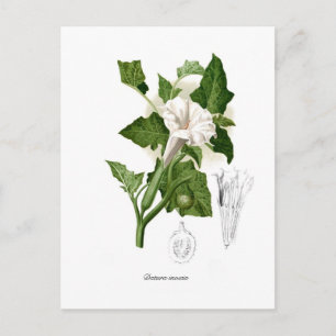 Datura inoxia postcard