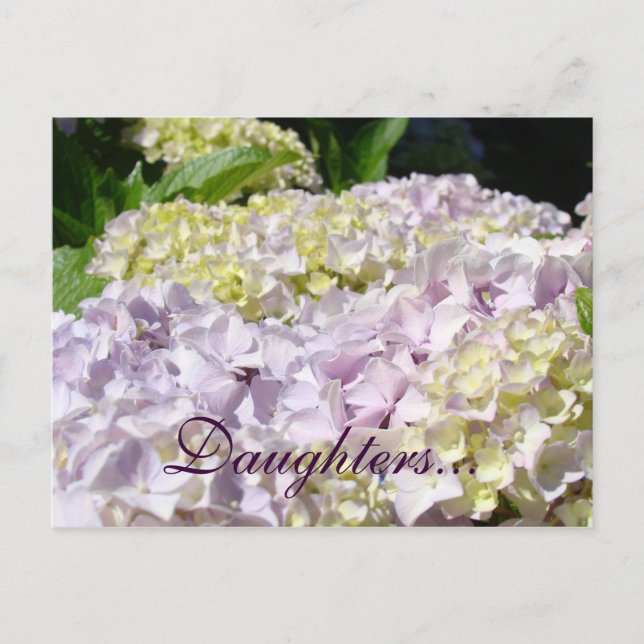 Daughters postcards Lavender Hydrangea Flowers (Front)