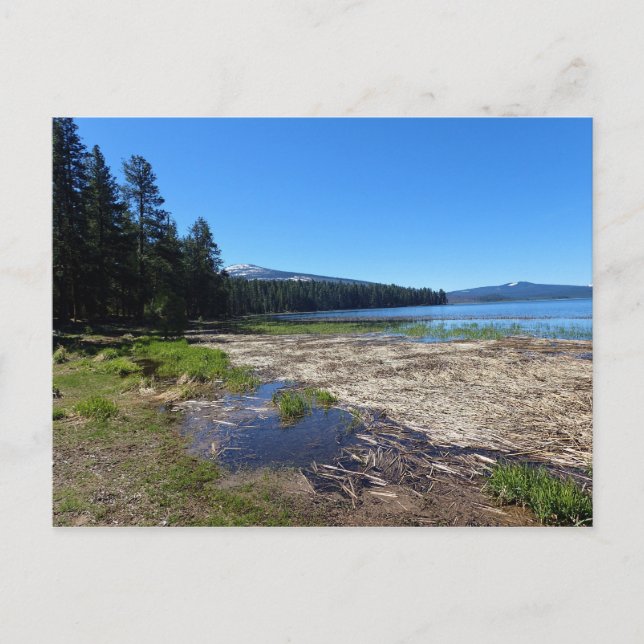Davis Lake, Oregon Postcard (Front)