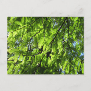 Dawn Redwood (Metasequoia) Postcard