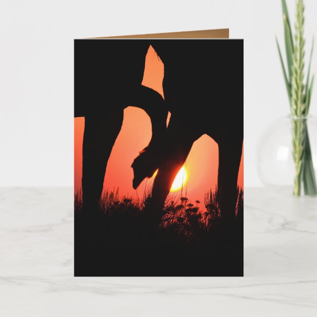 Dawn Touch Wild Horse Greeting Card (Front)
