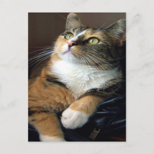 Day Dreamer Postcard