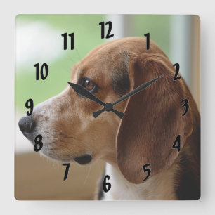 Day Dreaming Beagle Square Wall Clock