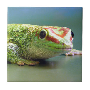 Day Gecko Tile