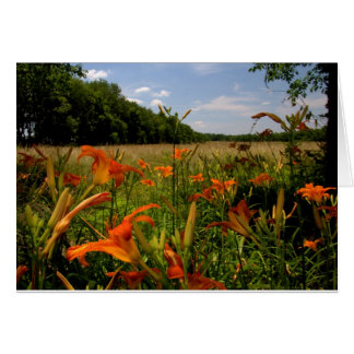 Day-Lilies Along A Field Of Tall Grasses
