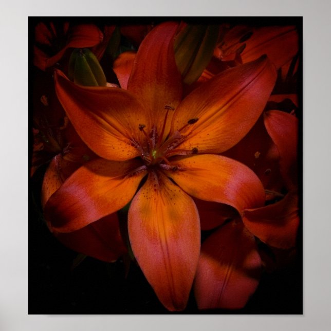 Day Lilly Poster (Front)