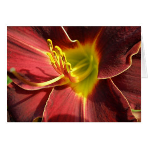 Day Lily - dark orange