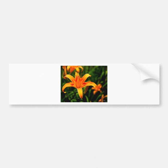 day lily.jpg bumper sticker (Front)