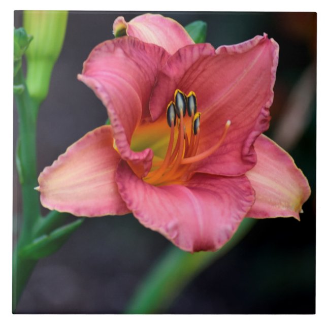 Day Lily Macro image Tile (Front)