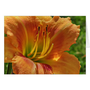 Day Lily No. 1